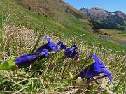 33 Gentiana acaulis (Genziana di  Koch)